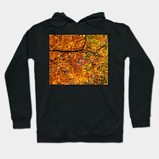 Leaves of Change Hoodie